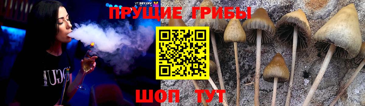 Павлово  Псилоцибиновые грибы Psilocybine cubensis  Псилоцибиновые грибы прущие грибы  Вход с VPN 