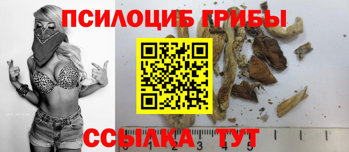 Псилоцибиновые грибы Cubensis Павлово